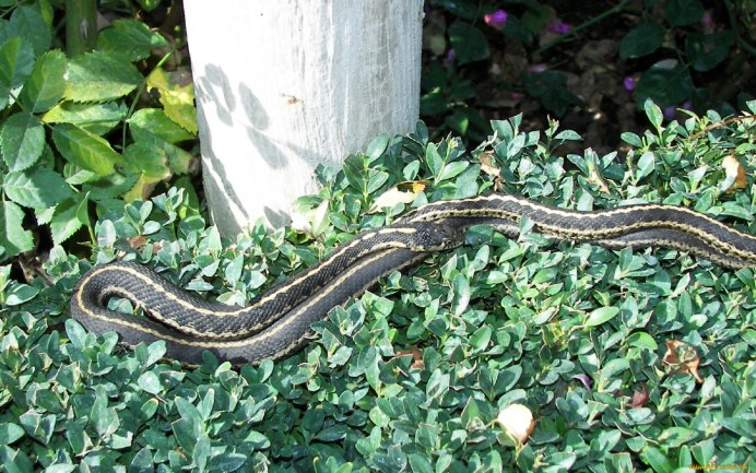 Жирондская медянка