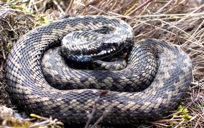 Медянка змея ядовитая