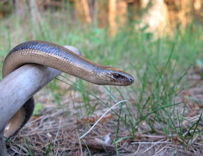 Медянка змея