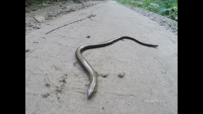 Чёрная гадюка змея