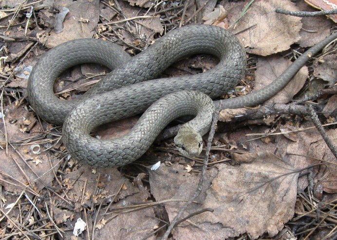 Водяные зеленые змеи