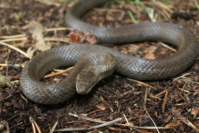 Змеи на лугу