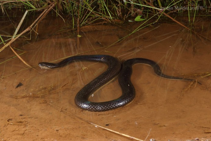 Медянка змея