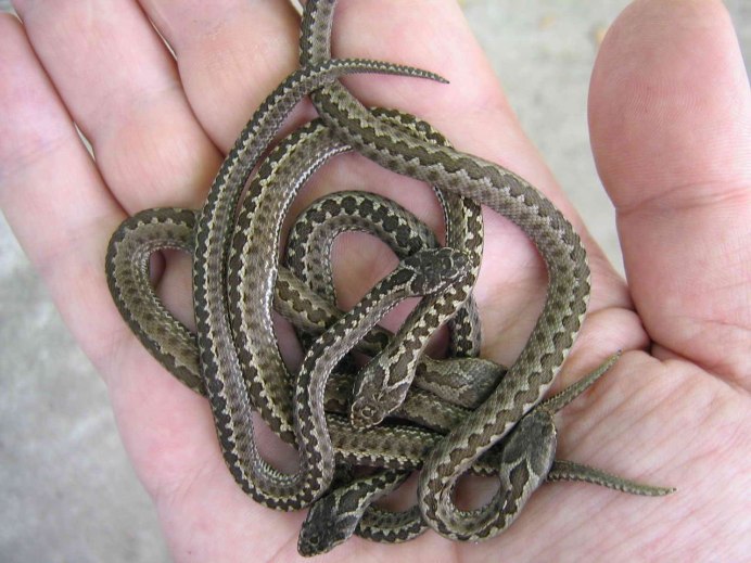 Обыкновенная медянка