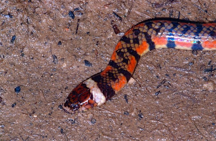 Медянка Крымская