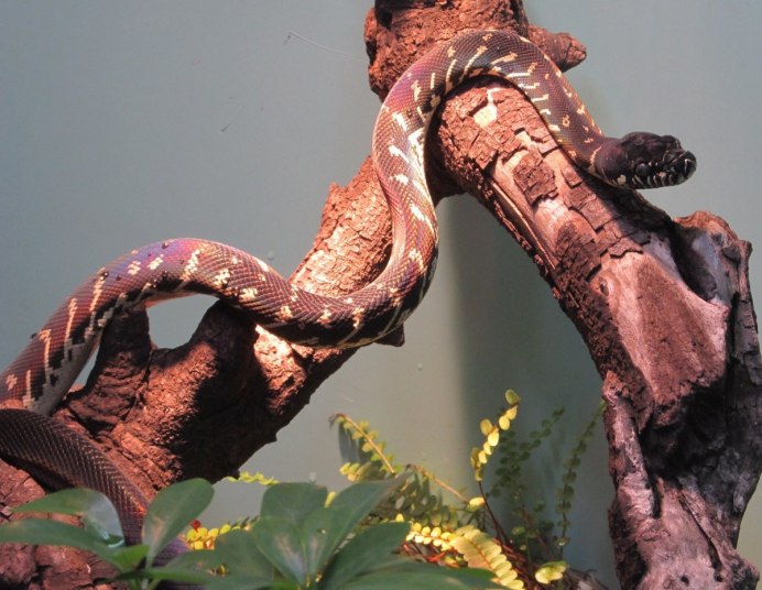 Гадюка в Ульяновской области