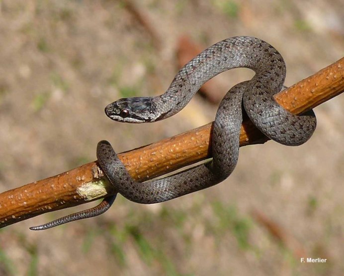 Tantilla melanocephala