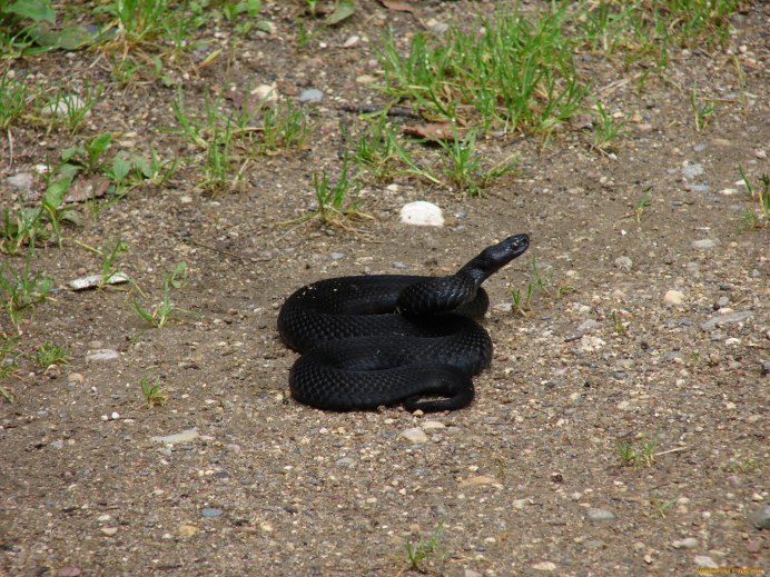 Речные змеи