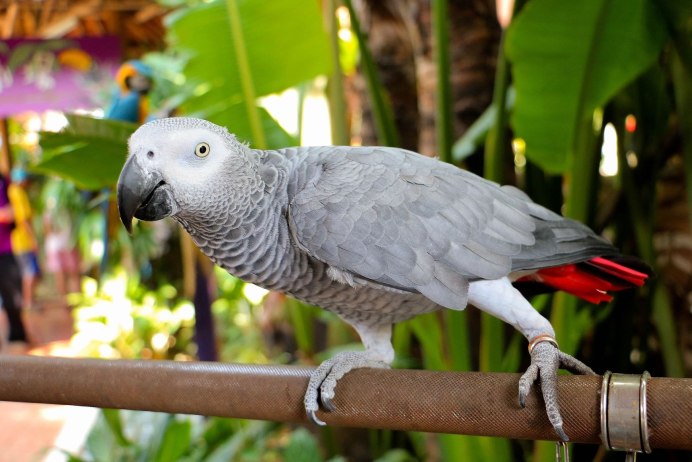 Королевский жако