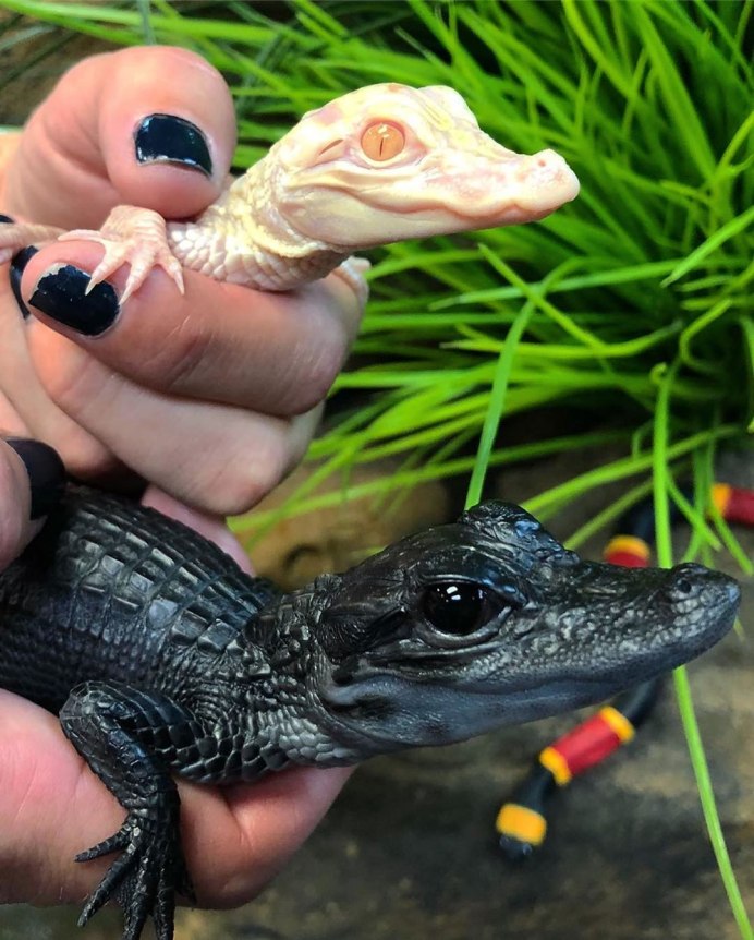 Dwarf Crocodile