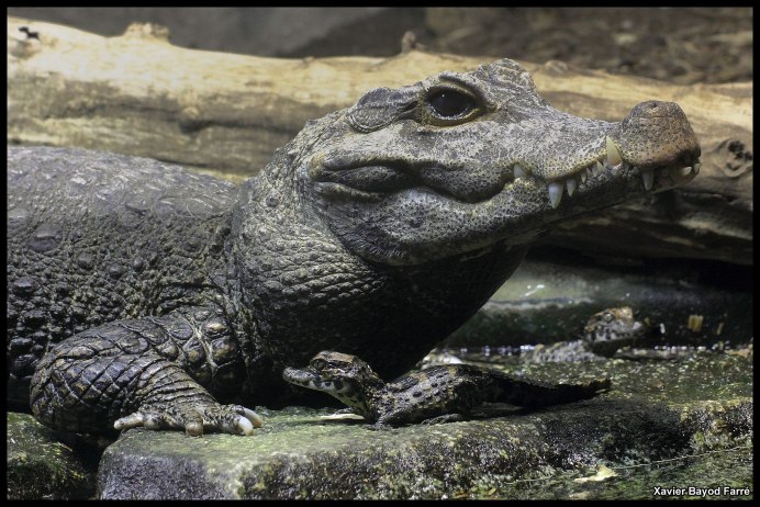 Osteolaemus tetraspis