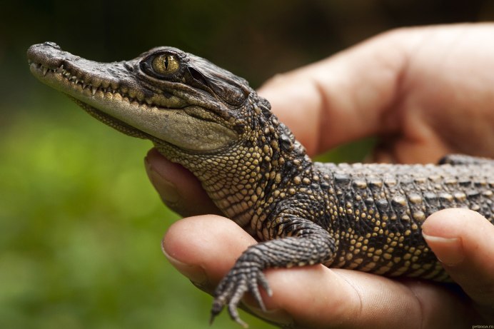 Крокодиловый Кайман (Caiman crocodilus)