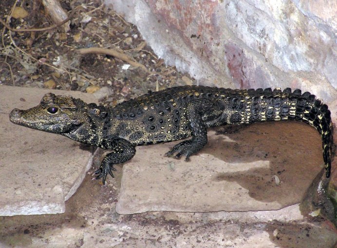 Osteolaemus tetraspis