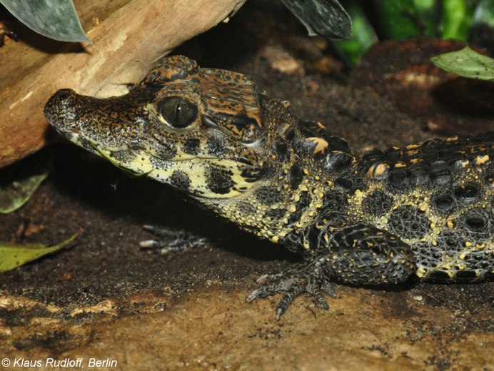 Тупорылый крокодил / Osteolaemus tetraspis