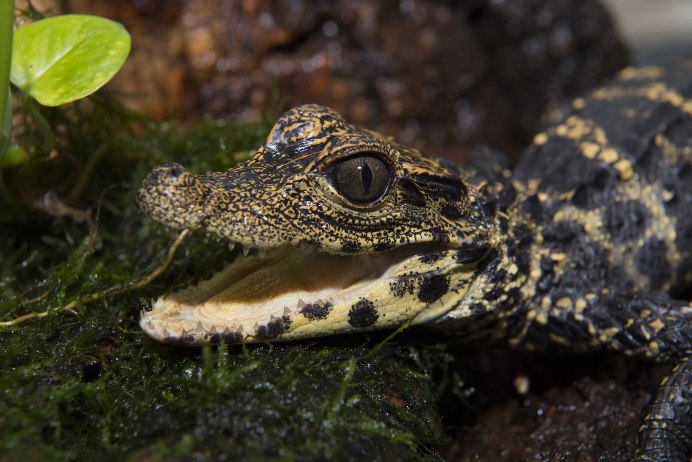 Тупорылый крокодил / Osteolaemus tetraspis