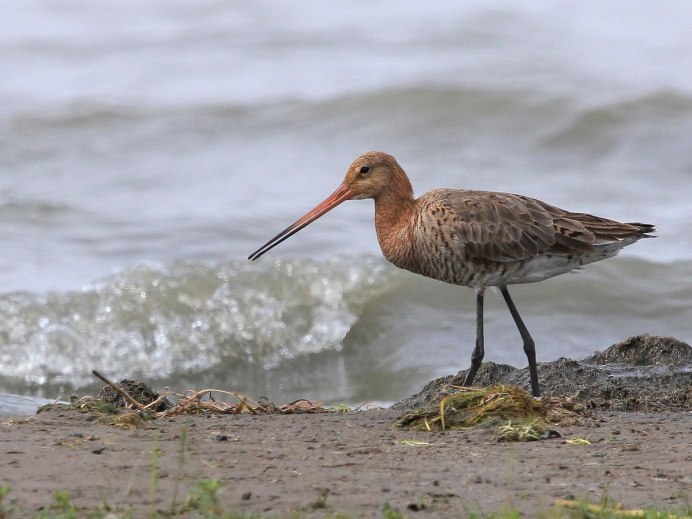 Большой веретенник - Limosa Limosa