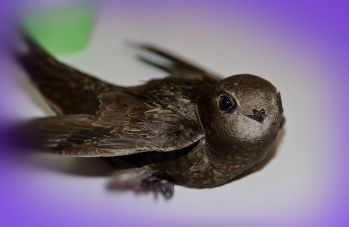 Swifts Migration