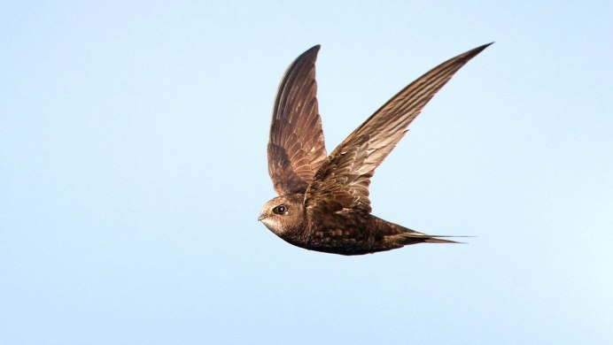 Swift Стриж