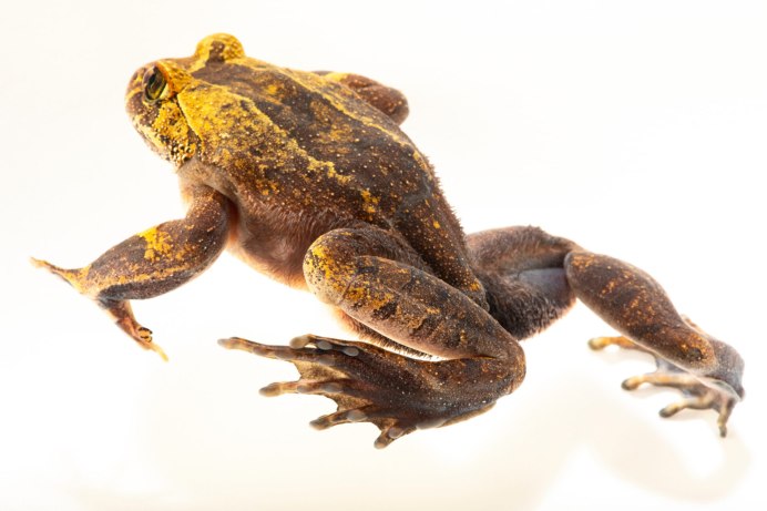 Trichobatrachus robustus