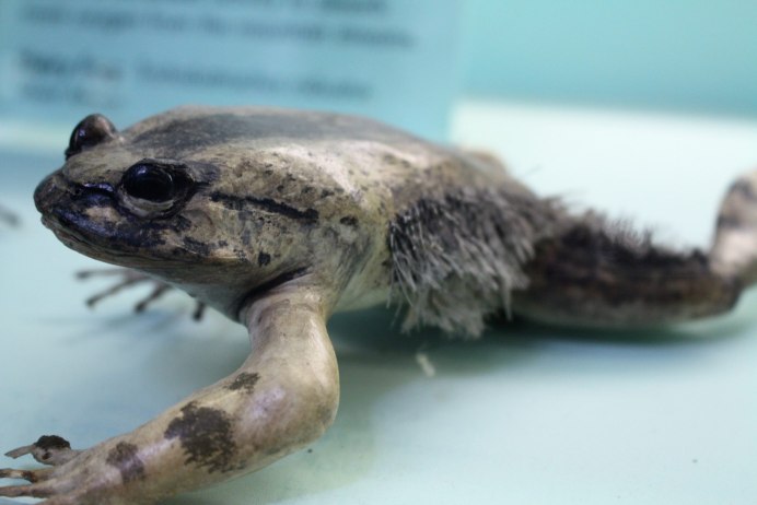 Лягушка Trichobatrachus robustus