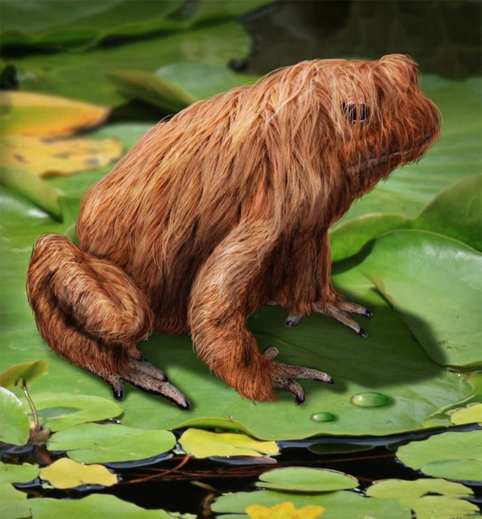 Лягушка Trichobatrachus robustus