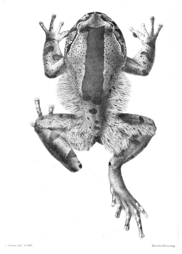 Лягушка Trichobatrachus robustus