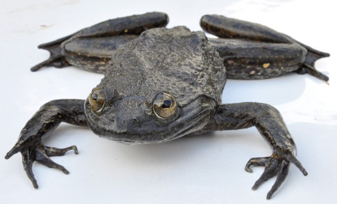 Trichobatrachus robustus