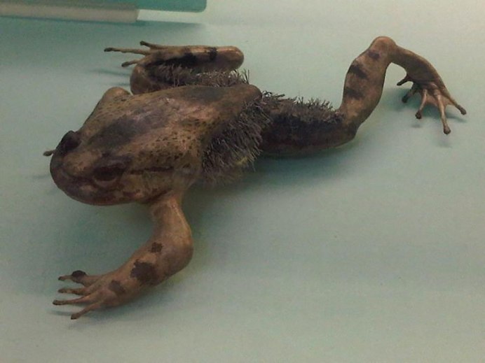 Trichobatrachus robustus