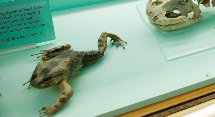 Лягушка Trichobatrachus robustus