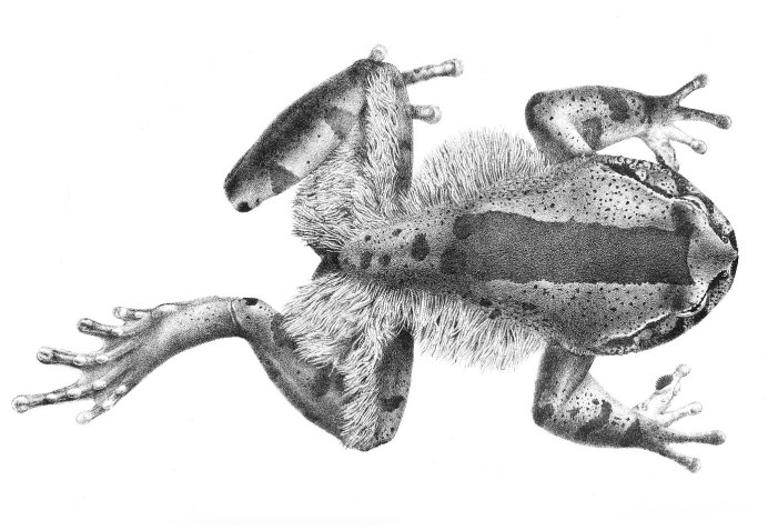 Лягушка Trichobatrachus robustus