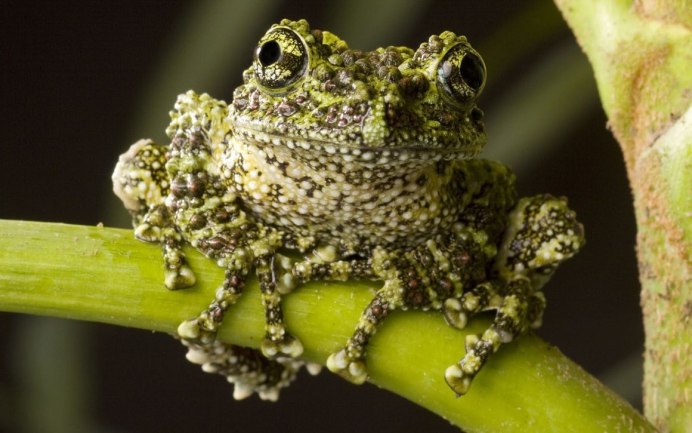 Leptobrachium boringii