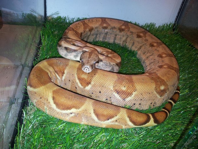 Trachyboa boulengeri