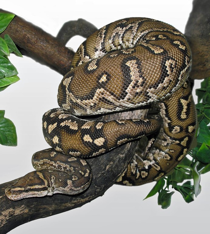 Mountain boa Constrictor