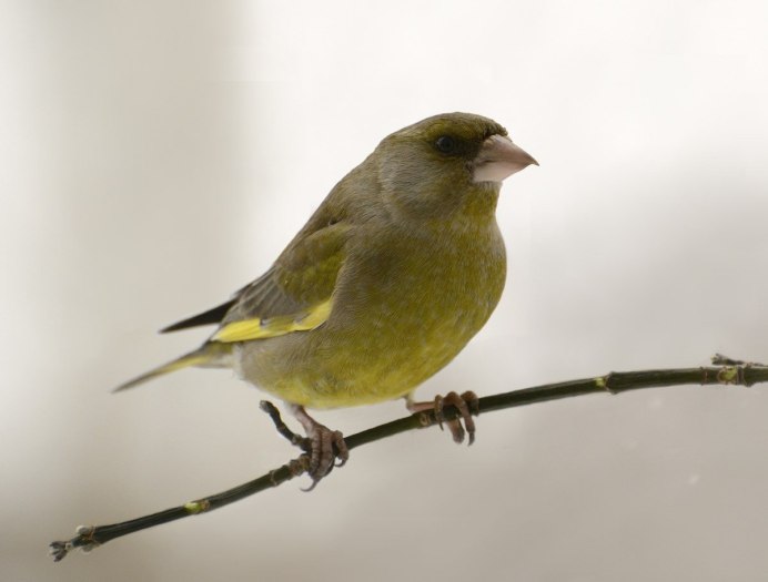 Зеленушка (Chloris Chloris)