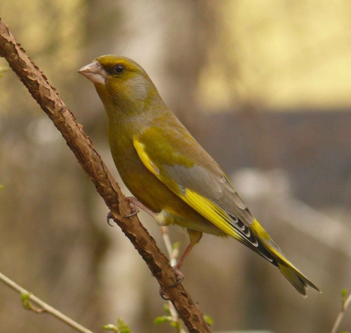 Птица с зеленой грудкой