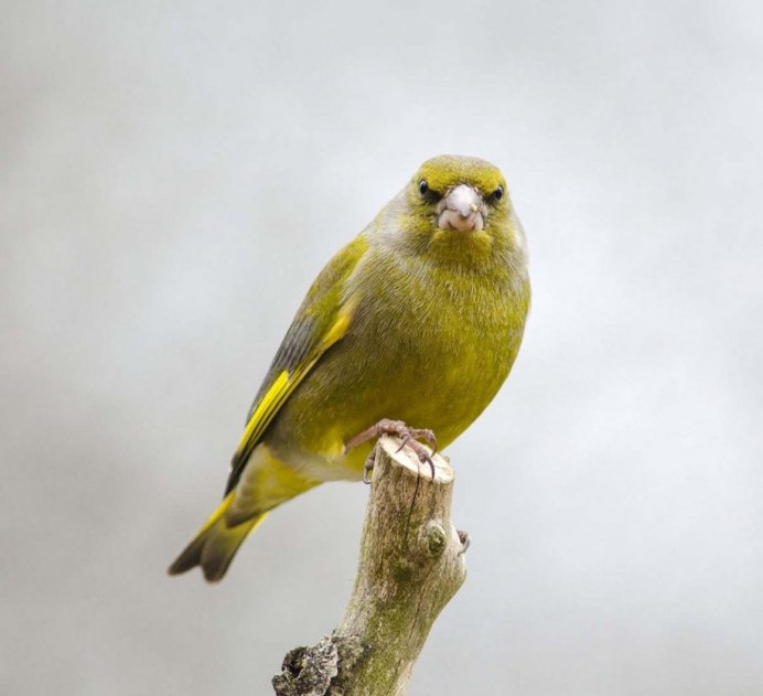 Обыкновенная зеленушка