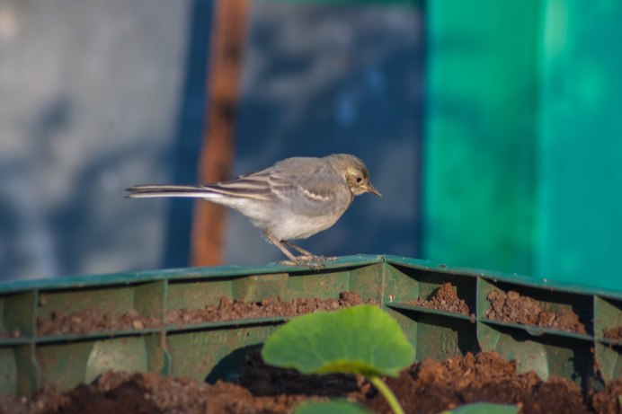 Желтенькая овсянка птица