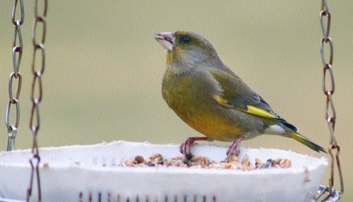 Маленькая желтая птичка