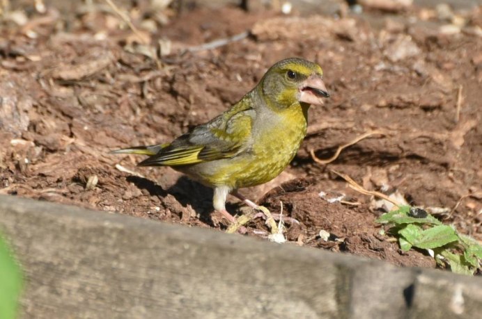 Отряд воробьиных желтогрудка