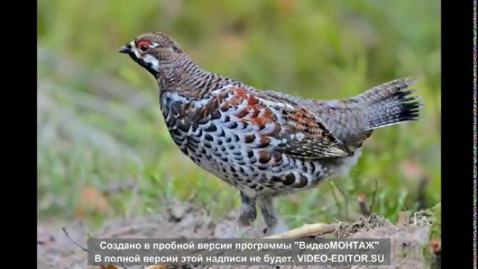 Рябчик (Bonasa bonasia)
