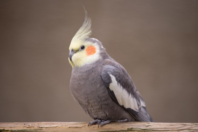 Корелла лютино