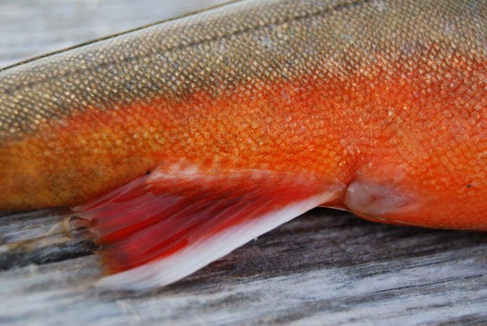 Арктический голец Salvelinus Alpinus
