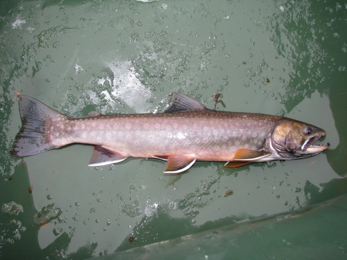 Salvelinus krogiusae