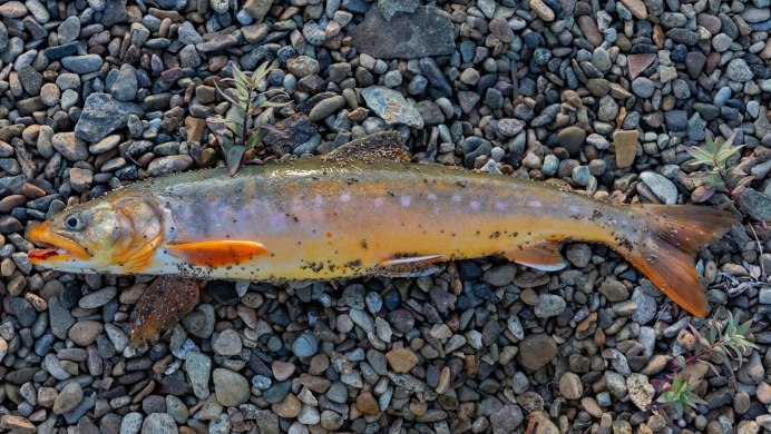 Арктический голец Salvelinus Alpinus