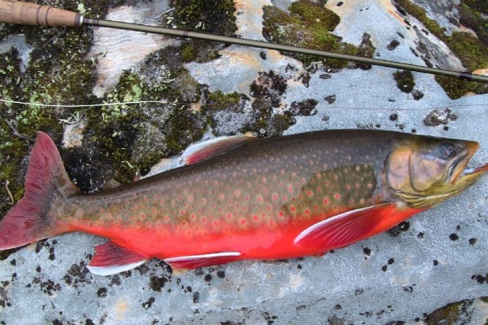Арктический голец Salvelinus Alpinus