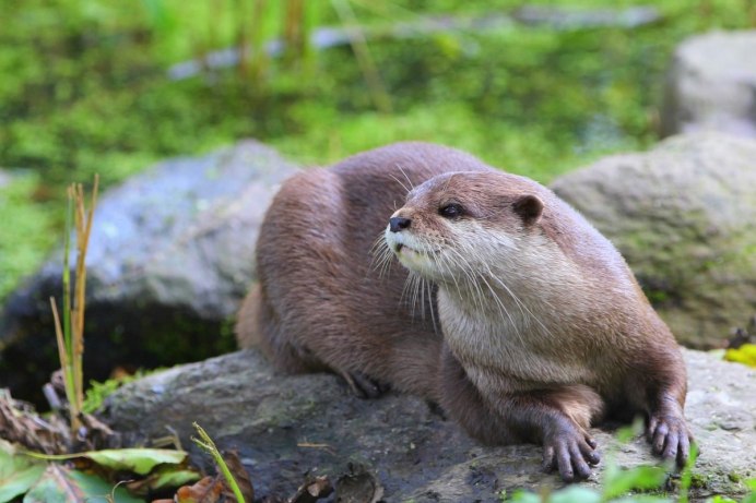 North American River Otter