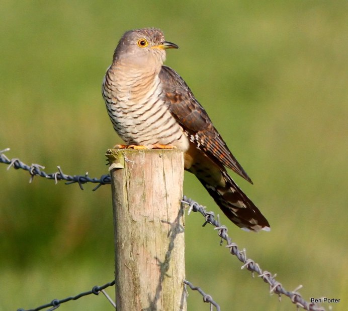 Малая Кукушка