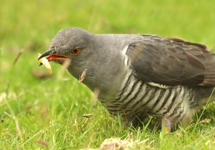 Обыкновенная Кукушка птенец