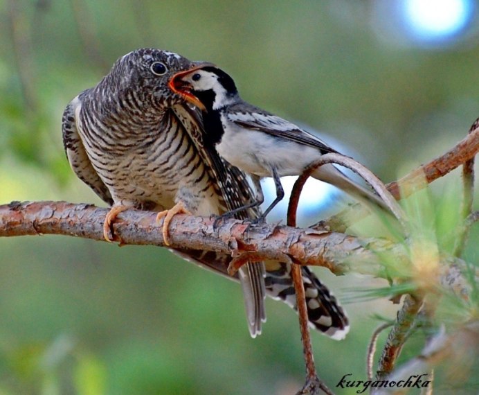 Кукушка ест