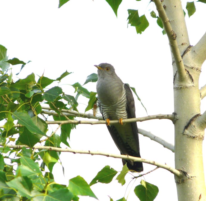 Мадагаскарская Кукушка птенец